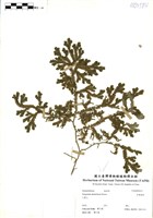 藏品(生根卷柏)的圖片